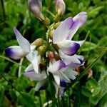 Astragalus alpinus Çiçek