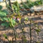 Eulophia graminea फूल