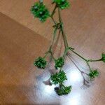 Valerianella dentata Çiçek