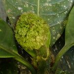 Psychotria globiceps ফুল