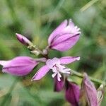 Polygala comosa Blomst