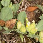 Tripodion tetraphyllum Folla