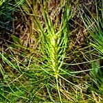 Taeniatherum caput-medusae Fula