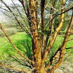 Acer griseum Rinde