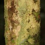 Poecilanthe hostmannii Corteza