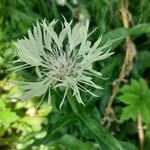 Centaurea cheiranthifolia Blodyn