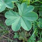 Alchemilla xanthochloraFolha