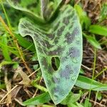 Ledebouria revoluta Лист