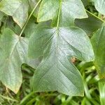 Liriodendron chinenseBlad