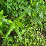 Commelina virginica Hoja