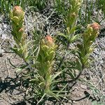 Castilleja arachnoidea Habit