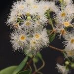 Syzygium × intermedium Flor