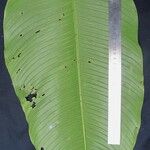 Rhodospatha wendlandii Leaf