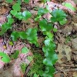 Galax urceolata Leaf