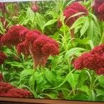 Celosia argentea Blüte