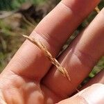 Festuca gautieri Flower