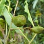 Arytera gracilipes Fruit