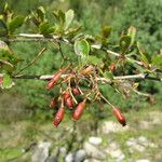 Berberis koehneana Habit