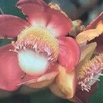 Couroupita guianensis Flor