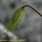 Cerastium brachypetalum Фрукт