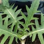 Cirsium rivulare Likasa