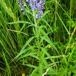 Veronica longifolia 葉