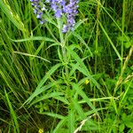 Veronica longifolia Leaf