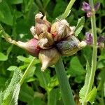 Allium scorodoprasum Ffrwyth