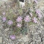 Atractylis humilis Flower