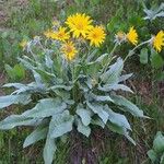 Wyethia sagittata Kvet