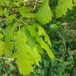 Quercus petraea Leaf