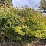 Calliandra tweediei Habit