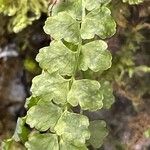 Asplenium viride Yaprak