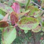Aronia x prunifolia Blatt