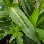 Stokesia laevis Leaf