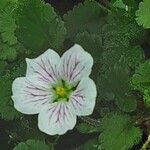 Erodium reichardii Blüte