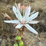 Asphodelus macrocarpus Blomst