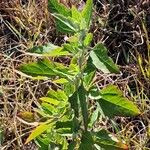 Chenopodium ficifolium 葉