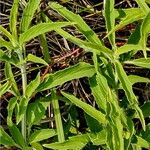 Monarda punctata Blad