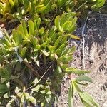 Carpobrotus acinaciformisBlad