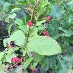 Vaccinium pallidum Fruit