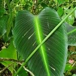 Calathea crotalifera Frunză