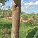 Annona senegalensis 樹皮