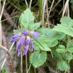 Paederota bonarota Fula