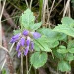 Paederota bonarota Flor