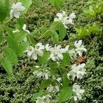 Philadelphus lewisii Vekstform