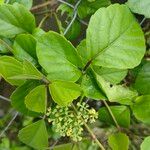 Cayratia trifolia Blad