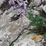 Hesperis laciniata Leaf