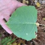 Populus deltoides Blatt