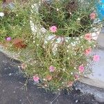 Portulaca pilosa Flors